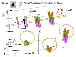 Schéma général du processus d’intoxication par la toxine létale et la toxine oedématogène de B. anthracis