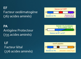 Structures des protéines des toxines de B. anthracis