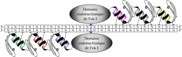 Coupure de l’ADN après dimérisation du domaine nucléasique de Fok I