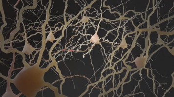 Formation de capsides Arc dans des neurones