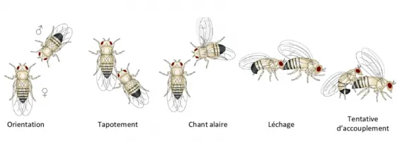 La parade sexuelle des drosophiles