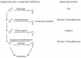 Sens mis en jeu au cours de la parade sexuelle chez la drosophile