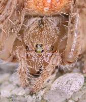 Céphalothorax de l'Epeire diadème