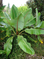 Le bananier Ensete ventricosum ou bananier d'Abyssinie