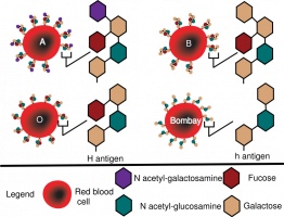 Schéma des marqueurs moléculaires des groupes sanguins ABO