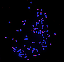 Caryotype du chien avec coloration FISH spécifique des télomères