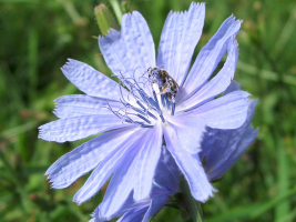 Abeille sur une inflorescence de chicorée