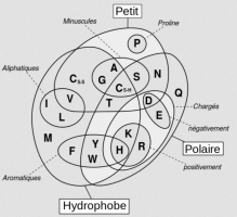 Les acides aminés regroupés selon leurs propriétés