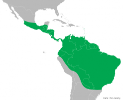 Aire de répartition actuelle de l’iguane vert en Amérique centrale et en Amérique du Sud