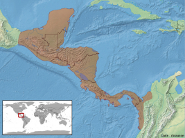 Aire de répartition actuelle du genre Ctenosaura en Amérique centrale et en Amérique du Sud