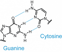 Liaisons hydrogènes entre les bases de l'ADN