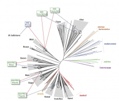 Relations phylogénétiques entre les cultivars AA et les sous-espèces sauvages de Musa acuminata