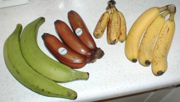 Variétés de bananes commercialisées