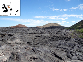 Cônes adventifs et coulées pahoehoe sur l’île Santiago