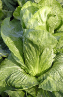 Feuilles de la chicorée pain de sucre, variété cultivée de la chicorée sauvage