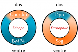 Expression des réseaux de morphogènes homologues Dpp-Sog et Chordin-BMP4 chez la drosophile et le xénope