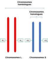 Chromosomes homologues et chromosomes homéologues