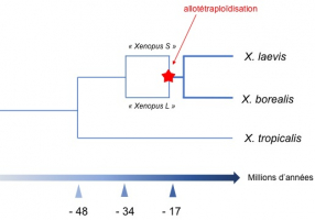 Chronologie évolutive proposée pour Xenopus laevis et les espèces proches