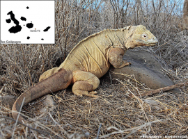 Conolophus pallidus, iguane terrestre de Santa Fé