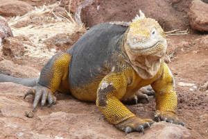 Conolophus subcristatus, l'iguane terrestre le plus abondant des Galápagos