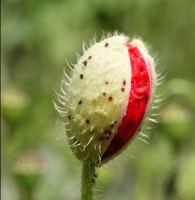 Bourgeon floral de coquelicot