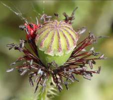 Passage de la fleur au fruit