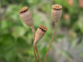 Fruit de coquelicot