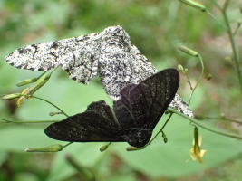 Couple de phalènes du bouleau (Biston betularia)