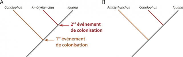 Deux modèles de relation de parentés possibles dans le cas d’une colonisation en deux temps des îles Galápagos par des iguanes continentaux du genre Iguana