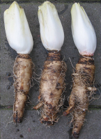 Endives avec leurs racines