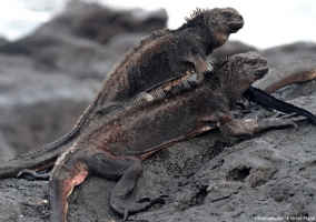 Exemple d’iguanes amaigris sur l’île San Cristobal
