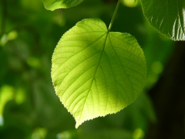 Feuille