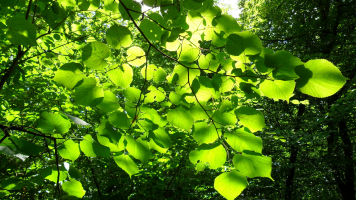 Feuilles