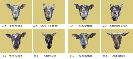 Expressions faciales utilisées pour le test de discrimination simultanée