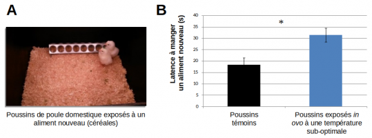 Latences moyennes à manger un aliment nouveau par des poussins lors d’un test de néophobie alimentaire