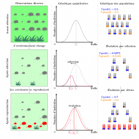 Sélection et évolution dans une population qui subit un changement environnemental, sous différentes perspectives