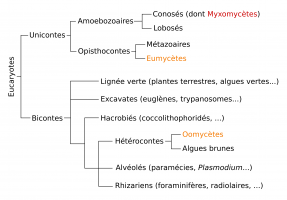 Arbre phylogénétique simplifié des Eucaryotes