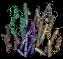 Structure d'un interféron α humain