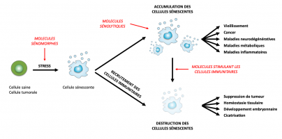 La sénescence cellulaire : une pléiotropie antagoniste
