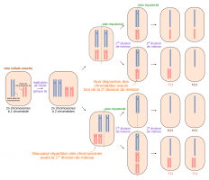 Les anomalies de la méiose pouvant entraîner une trisomie 21