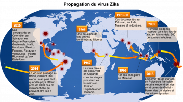 La propagation du virus Zika dans le monde depuis sa découverte