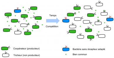 Production de biens communs et avantage des tricheurs