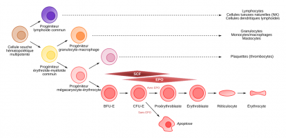 Les étapes de l’érythropoïèse
