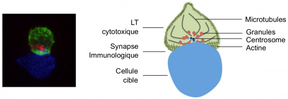 Structure de la synapse immunologique cytotoxique