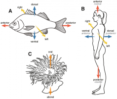 Axes de polarité chez différents animaux