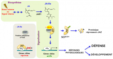 Biosynthèse et modèle simplifié de signalisation dans la voie hormonale des jasmonates