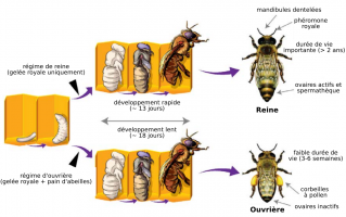 Développement de l’abeille domestique