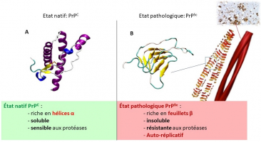 De l'état natif à l'état pathologique