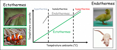 Ectothermes versus endothermes – deux réactions différentes face aux variations thermiques