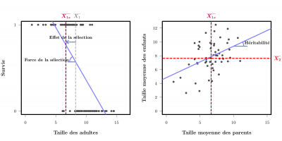 Estimation de la force de la sélection et de l’héritabilité d’un trait par régression linéaire